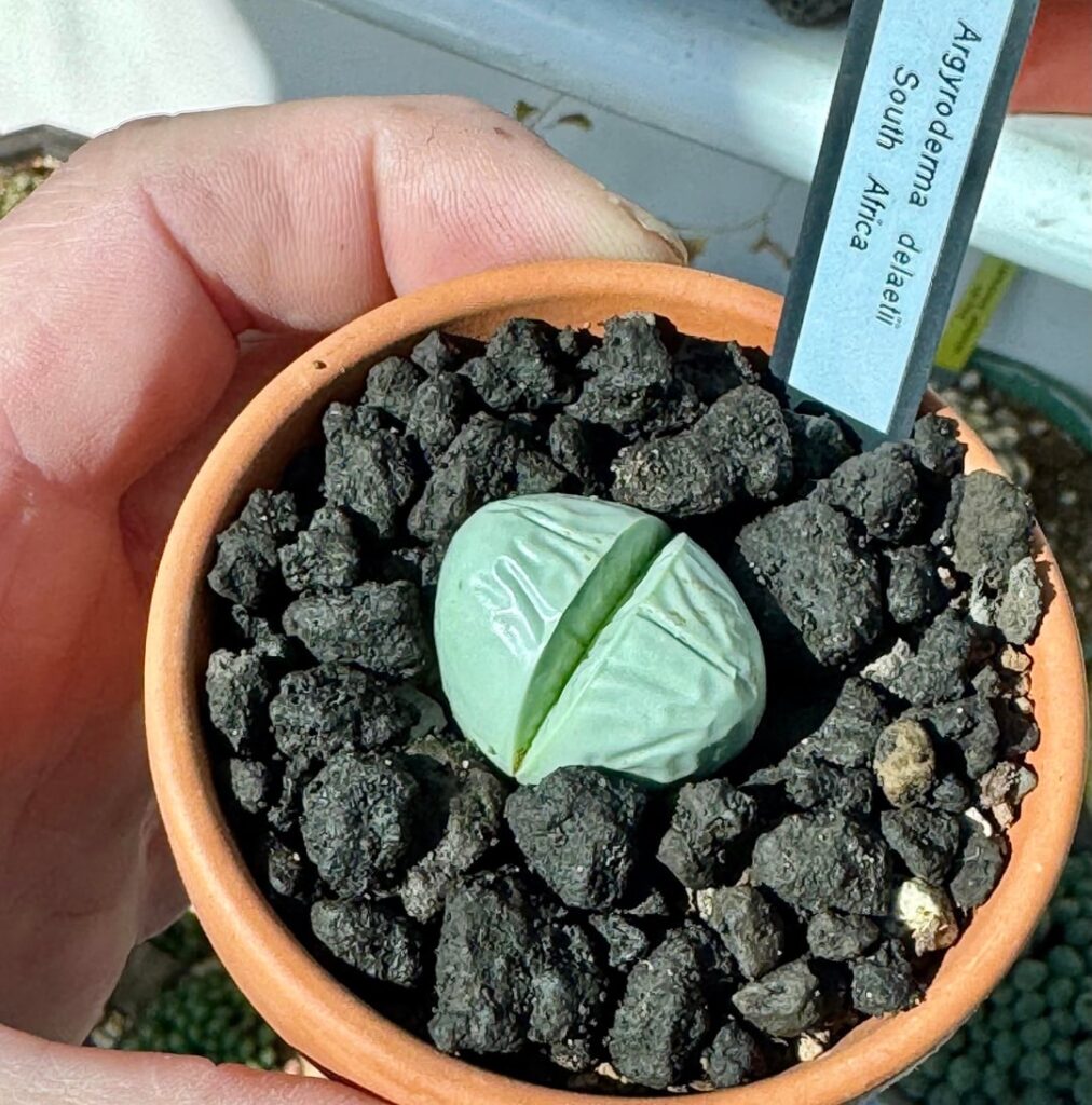 Wrinkly Argyroderma delaetii’s