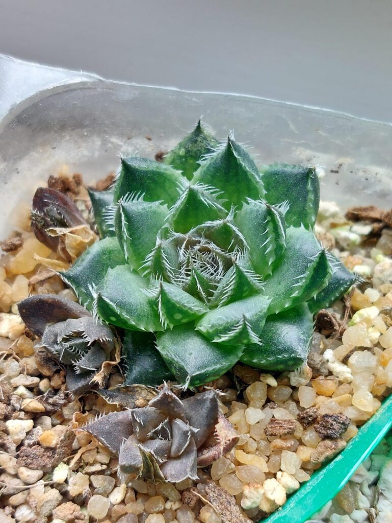 Haworthia nortieri var pehlemanniae seedling