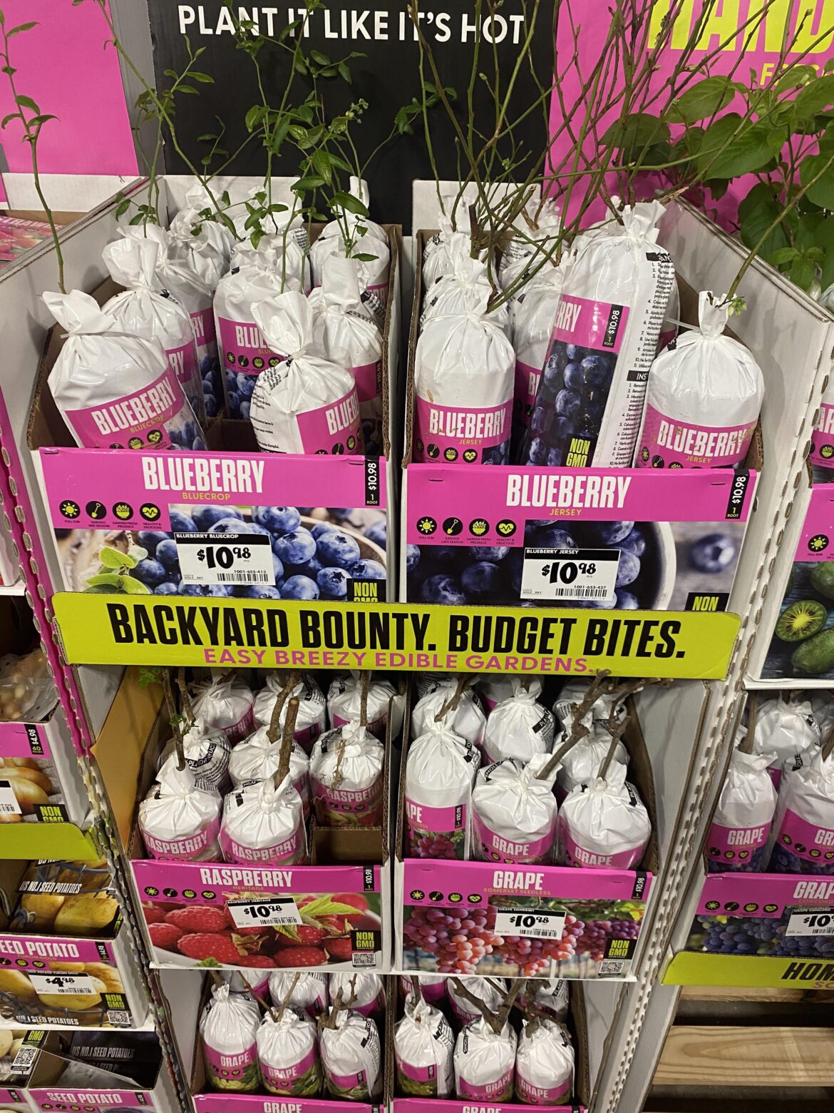 I don’t know anything about Blueberries, are these good to get from Home Depot?