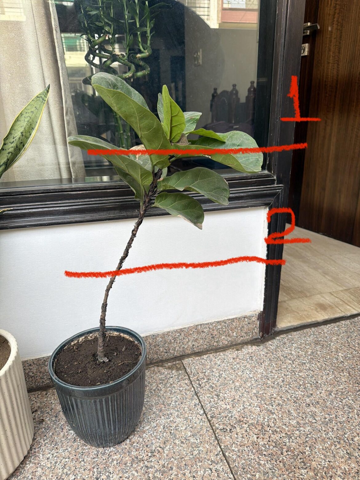 Help me with this plant please Help me with this plant please