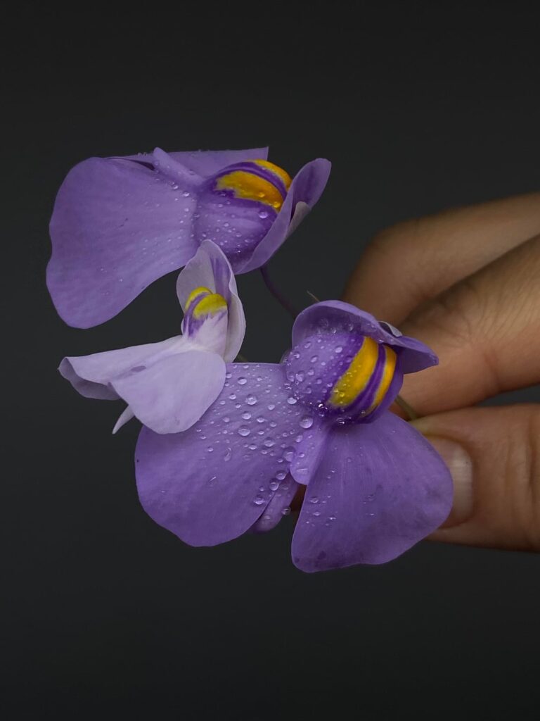 Hybrid Flowers!