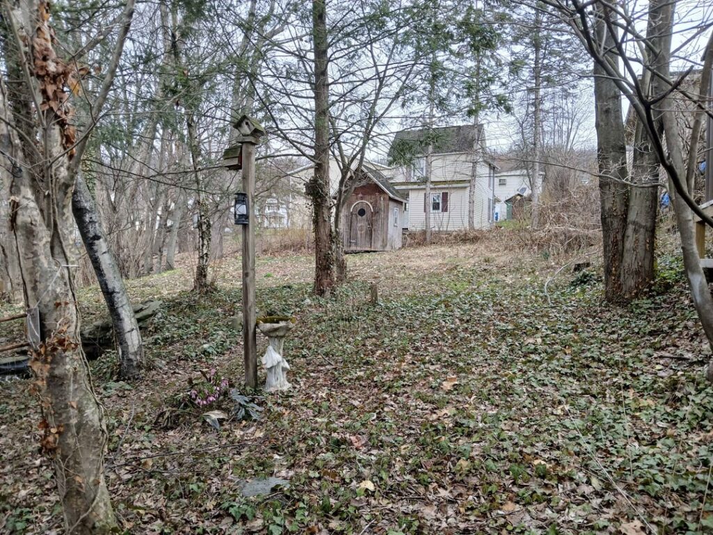 What do I do with this wild yard? What do I do with this wild yard?