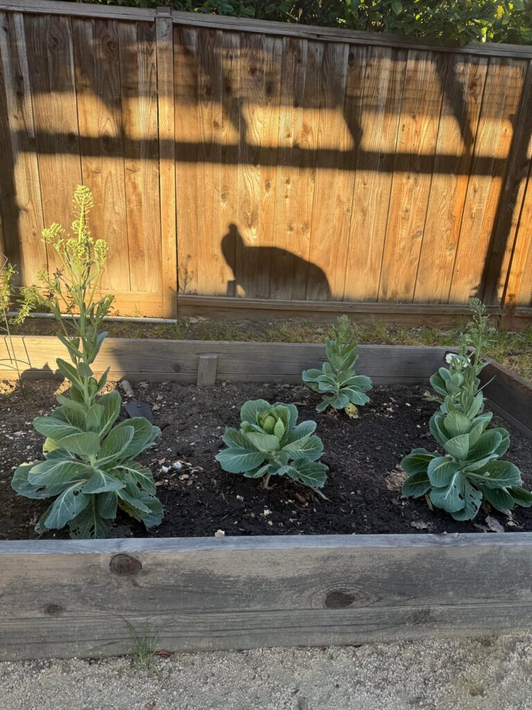 What is this lettuce?