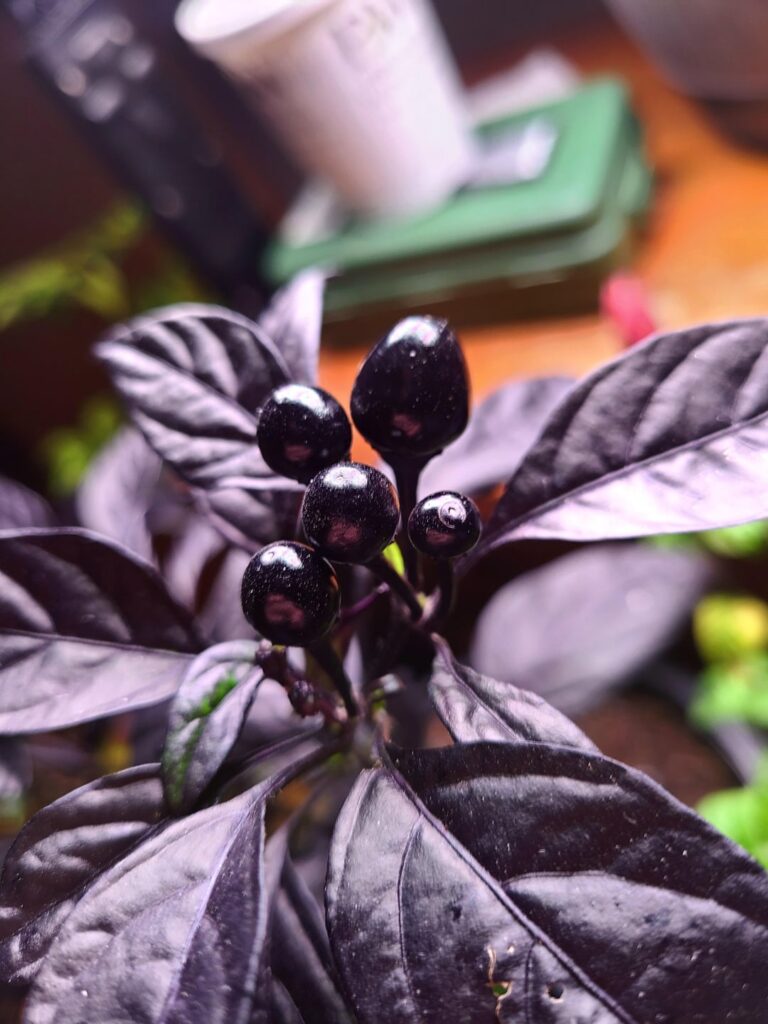 Black Pearl