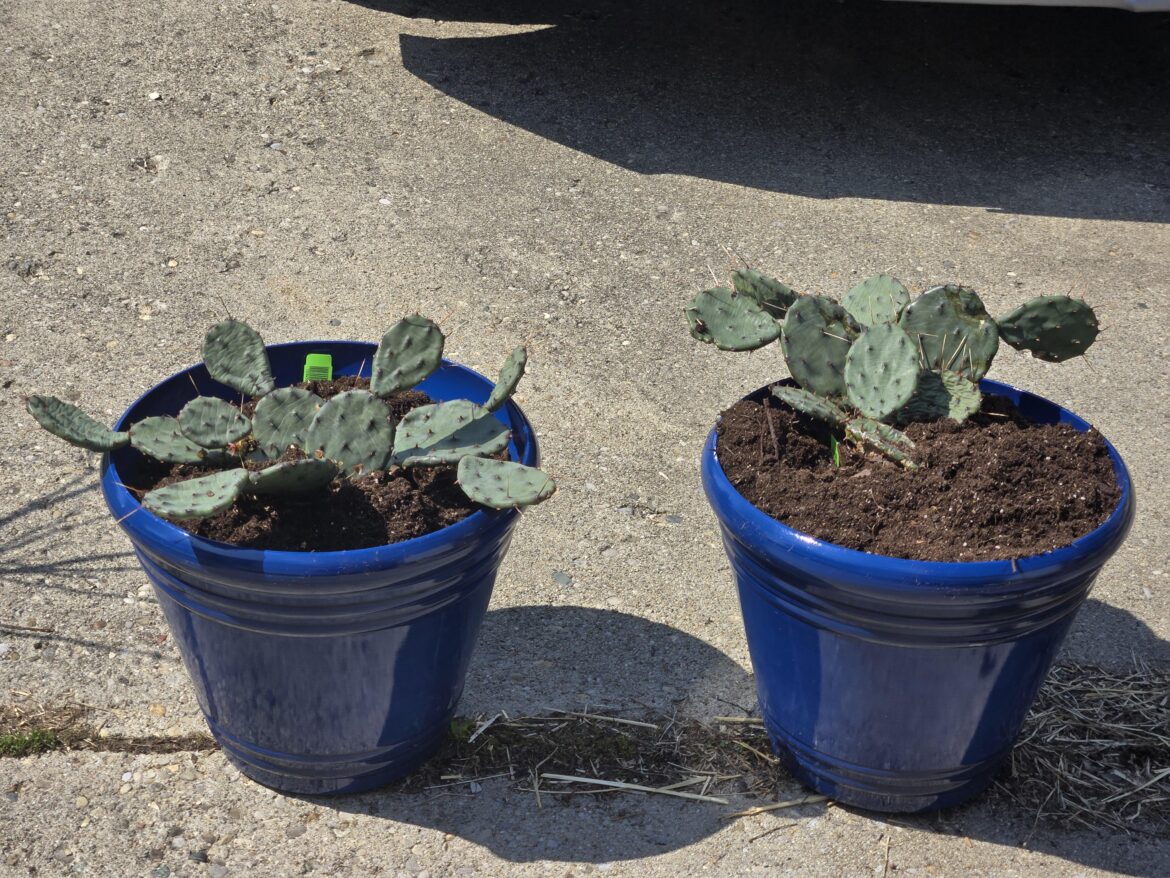 Eastern prickly pear in decorative planters.
