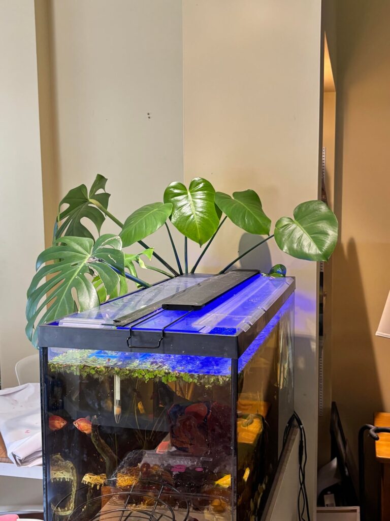 I put a cutting off a monstera in my fish tank and just never took it out. It only had two leaves when I first put it in