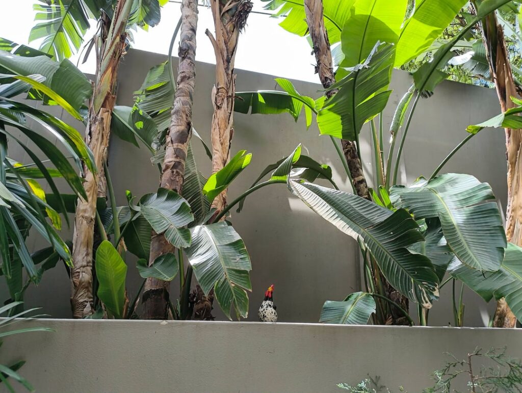 Plants for courtyard:   Brisbane