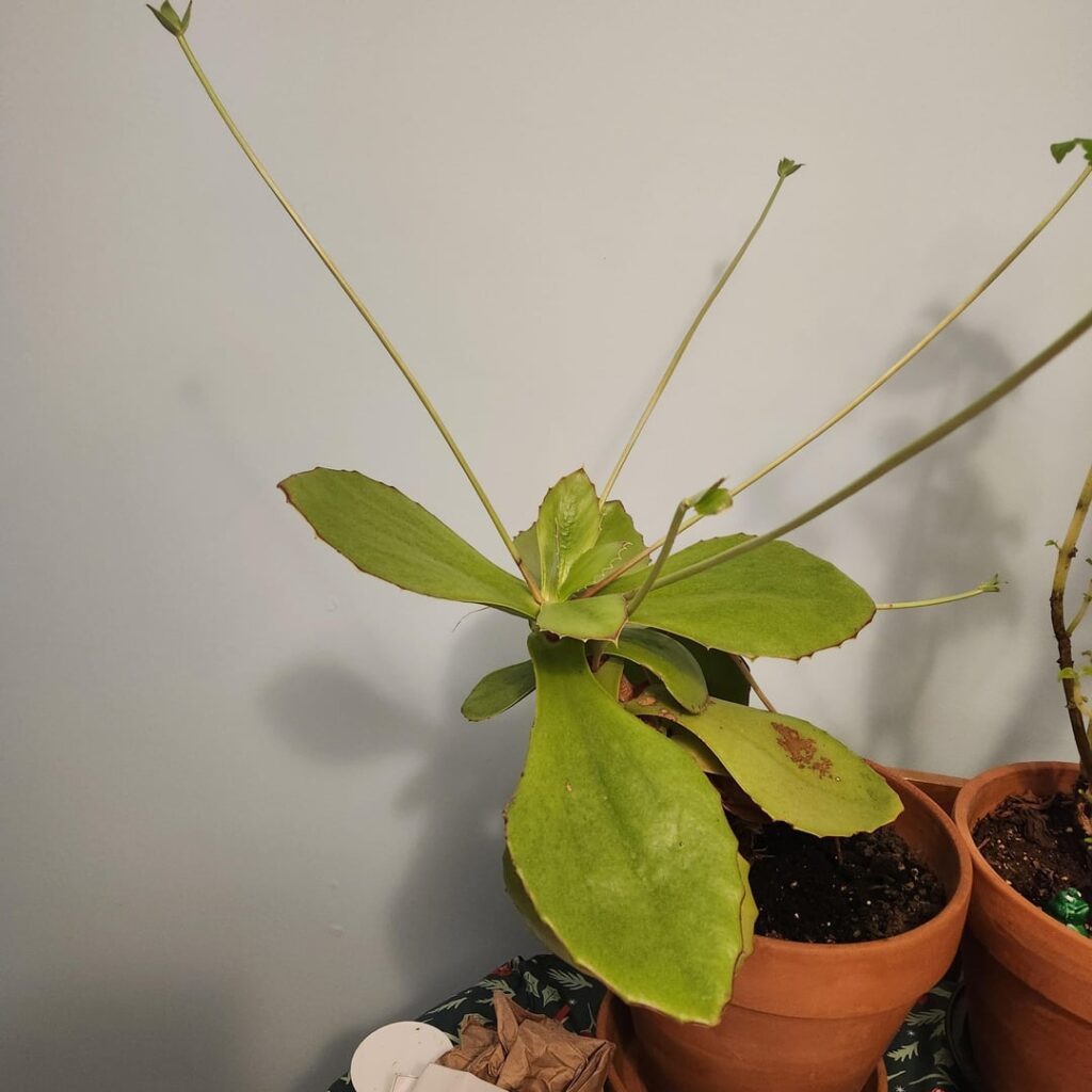 We call it the alien plant. What is it?