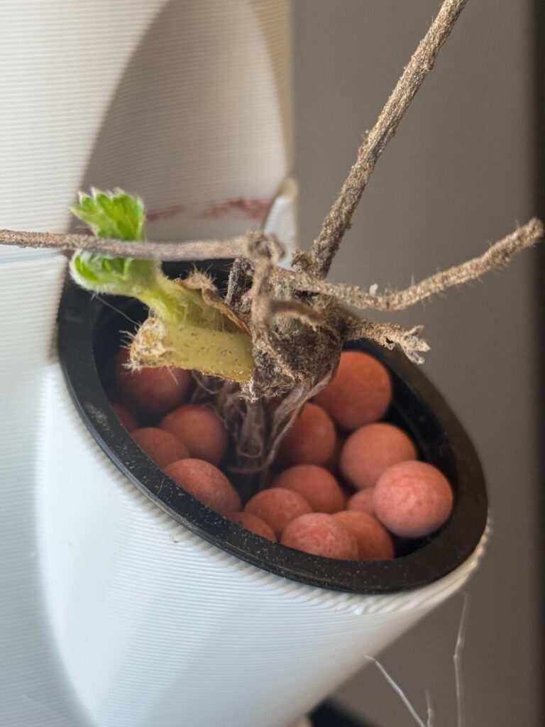 How are they doing? 3 days into the tower with flora grow series