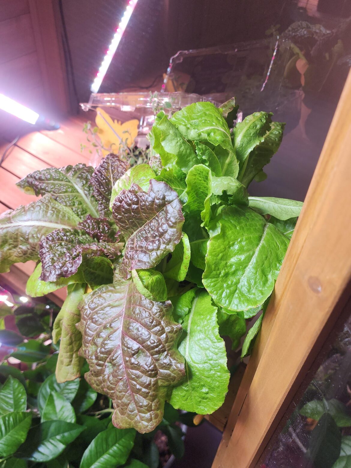 Indoor Lettuce!