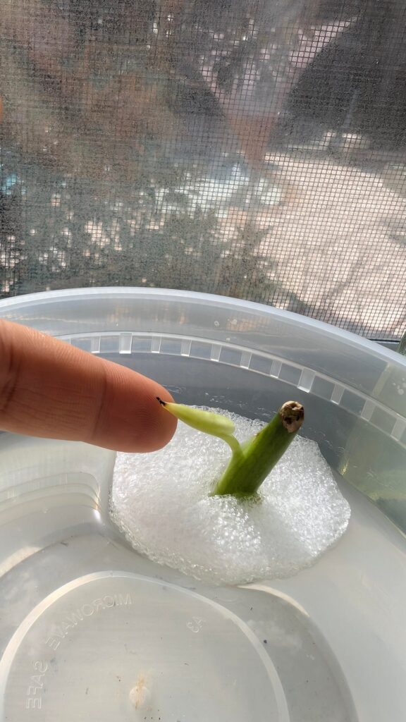 Teeny Monstera