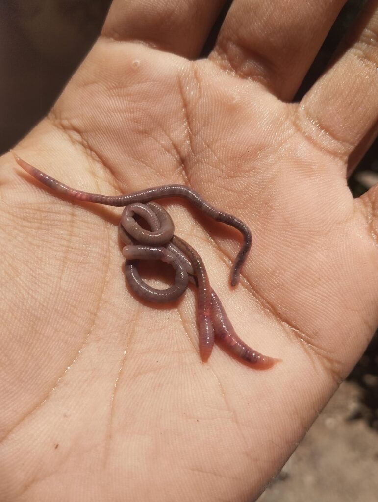 Can anyone identify earthworms? Can anyone identify earthworms?