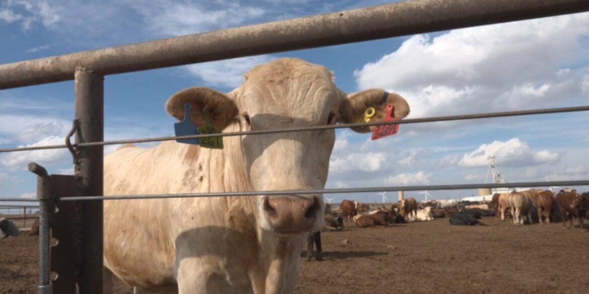 Proposed Oregon ballot measure to ban hunting, livestock farming and fishing reports new fundraising details