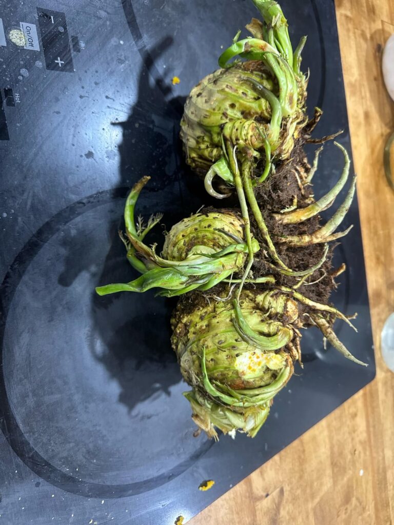What is this plant?