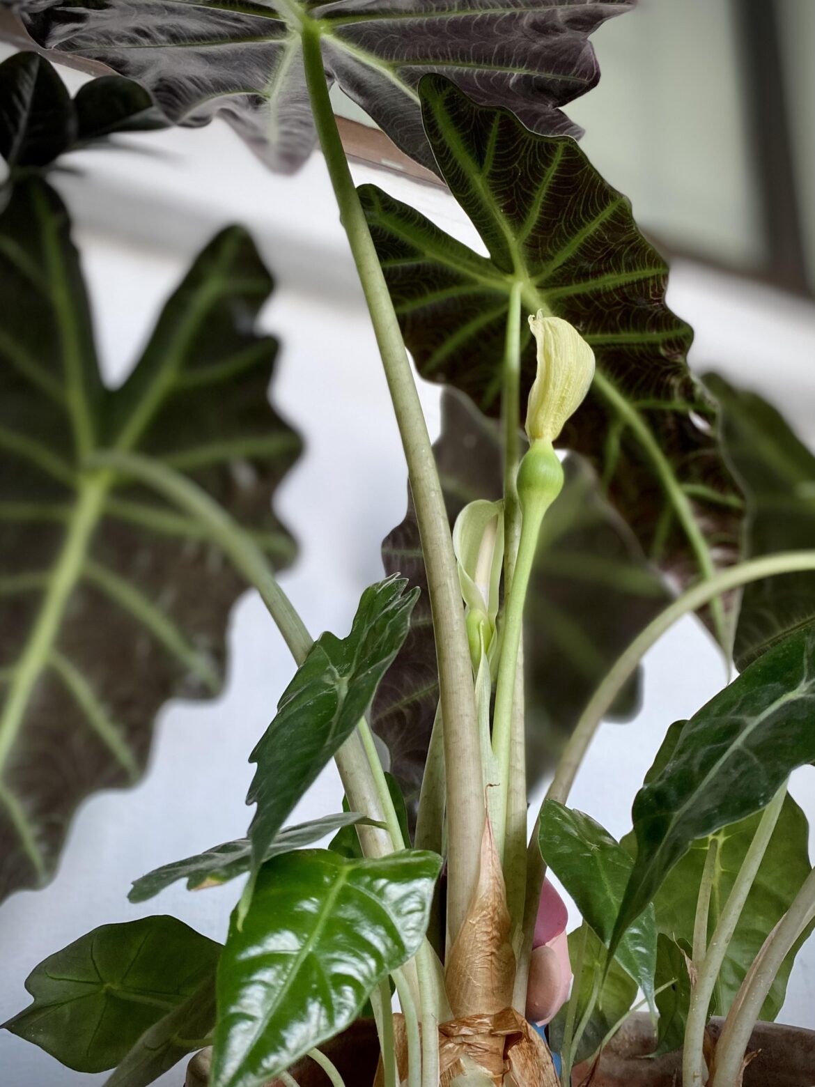 2 at a go for this baby’s first bloom (!!?!)