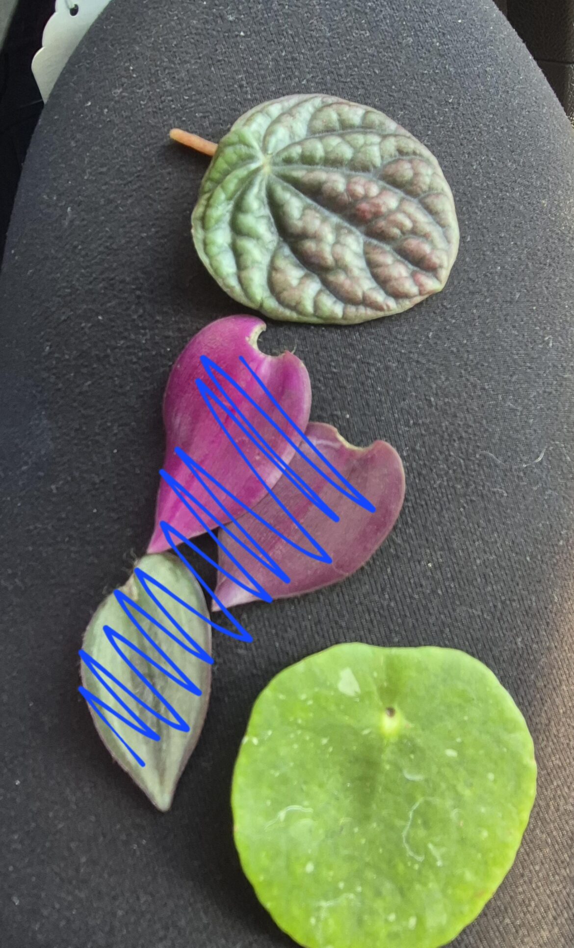 ID Help?