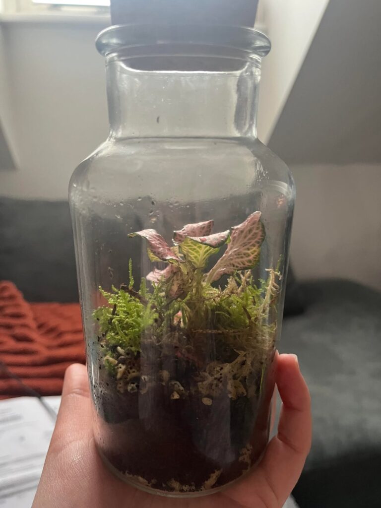 Terrarium help