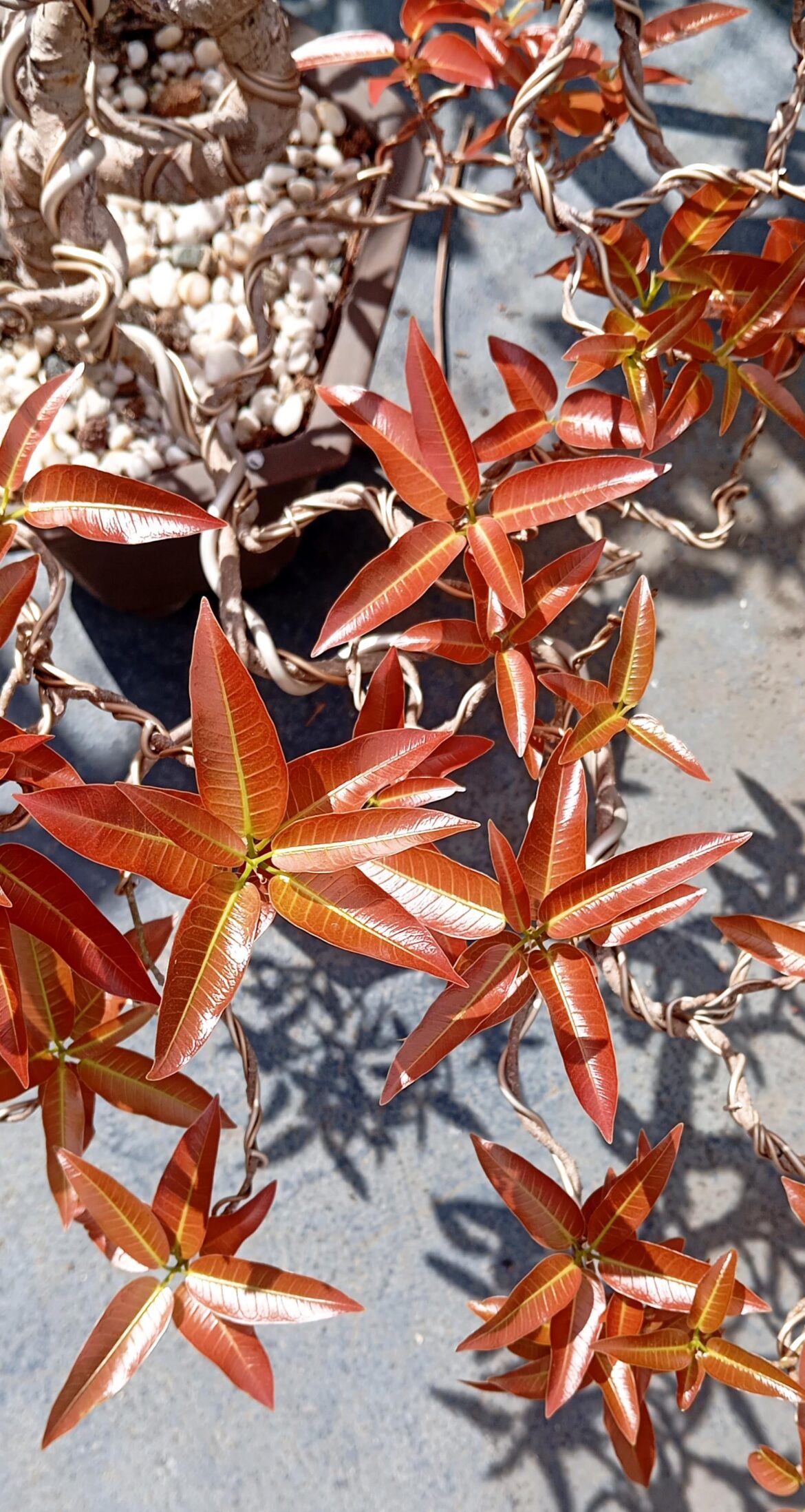 Finally got this Ficus concinna to turn red!
