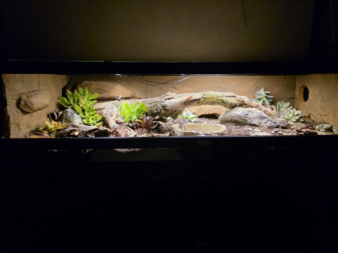 Leo enclosure
