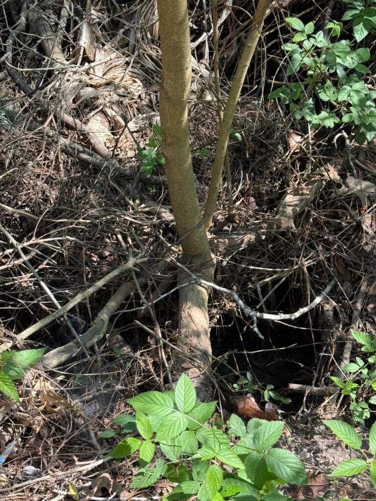 I almost admire this Tallow’s resilience… almost.
