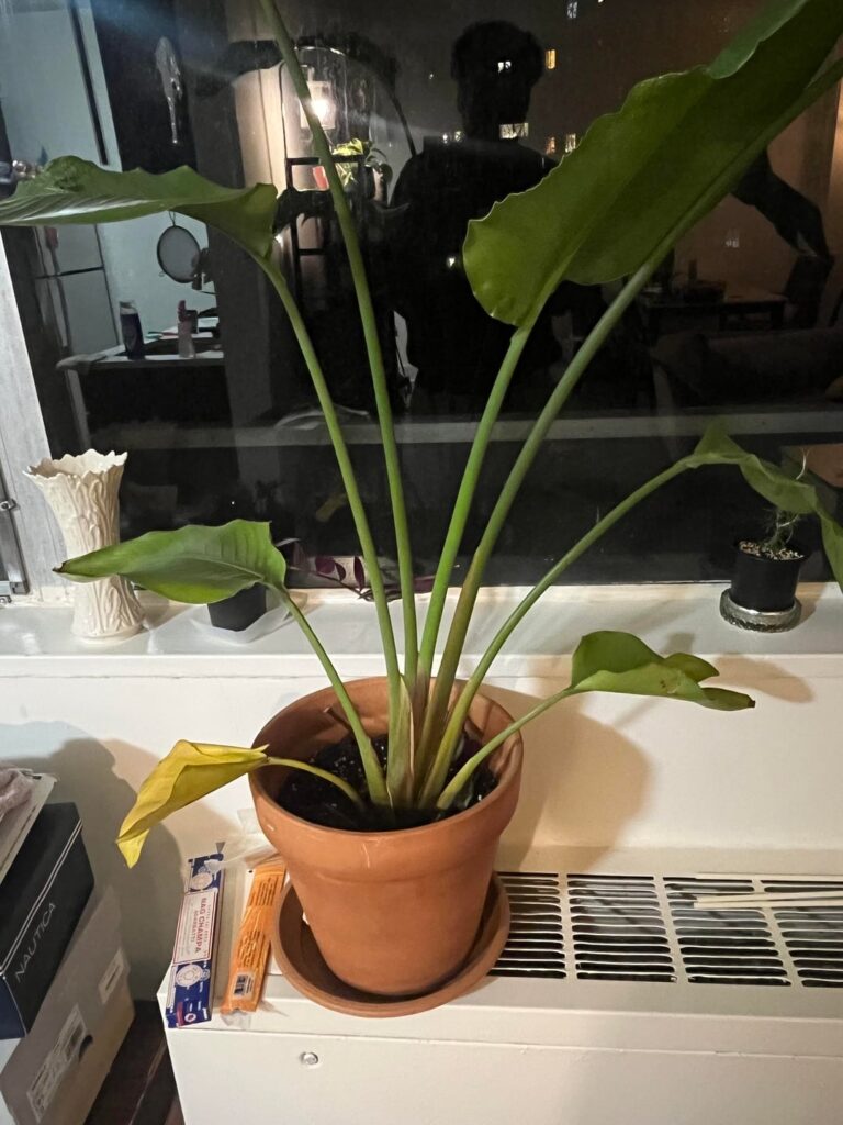 Skinny (but not saggy) bird of paradise