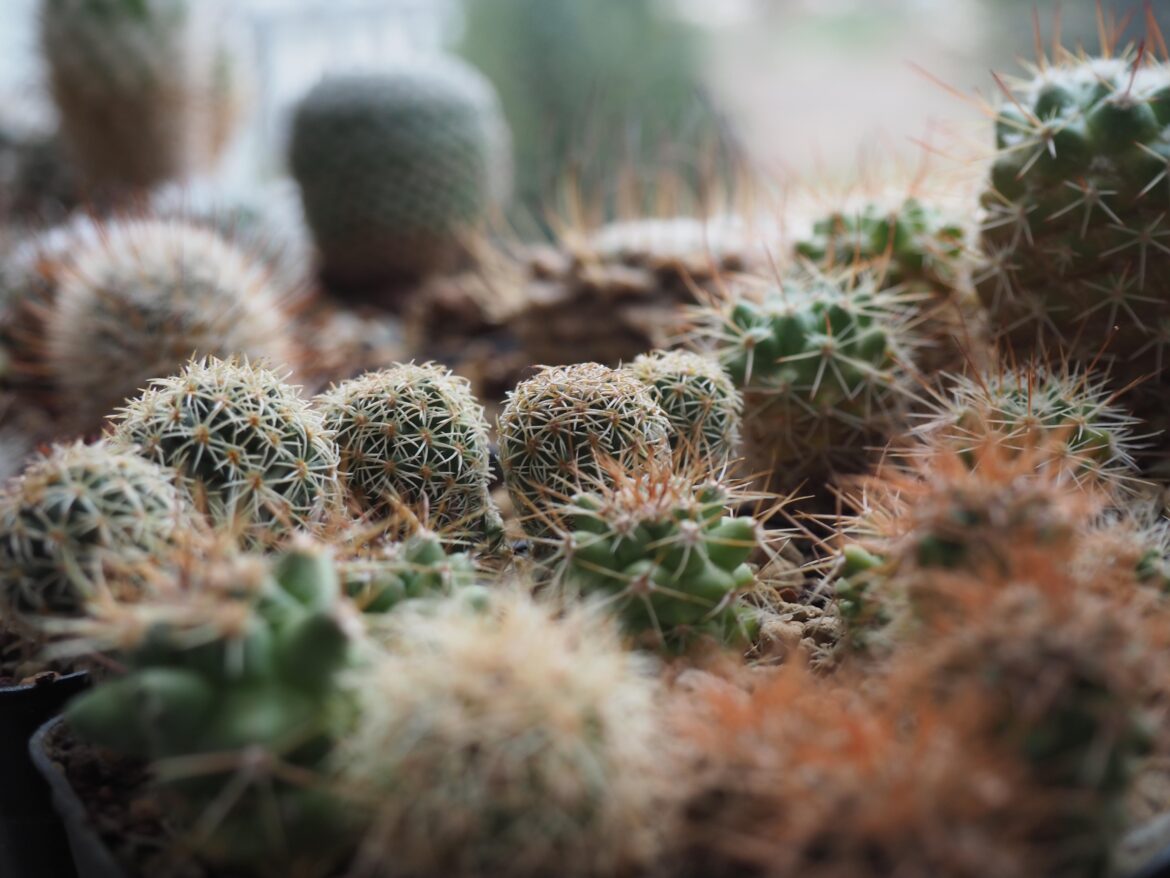 Some plants that are grown from seeds