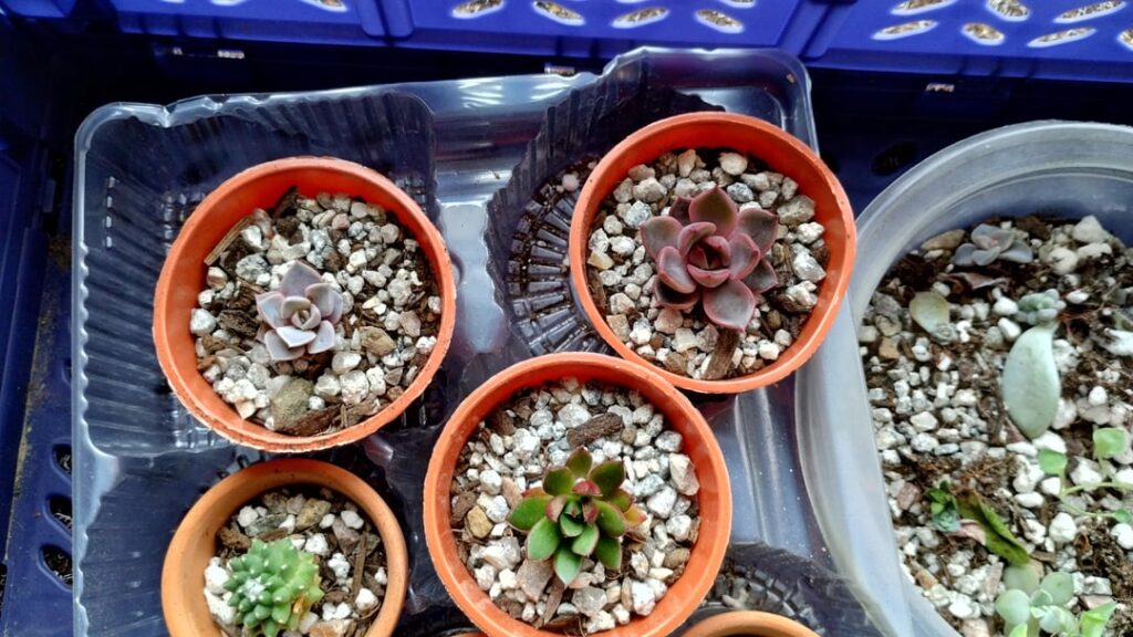 Help to ID these babies ?