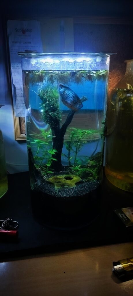 My Dwarf Gourami Jarrarium(Unfortunately, I reduced the plants because fish will be added.)
