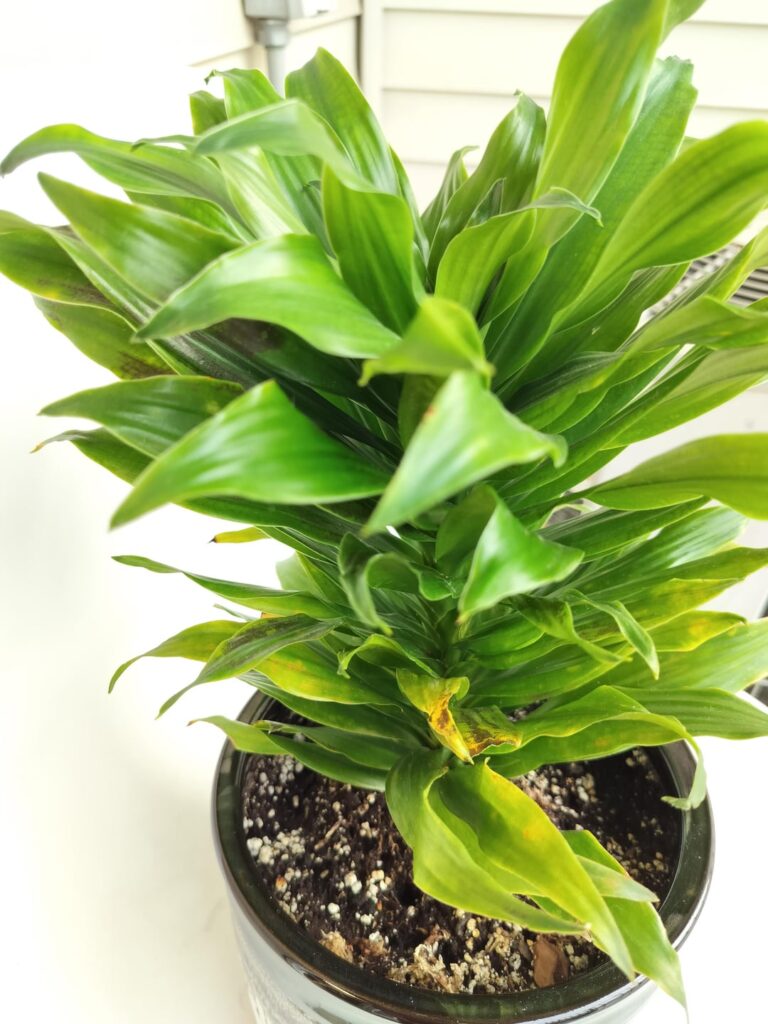 What is up with my dracaena compacta?