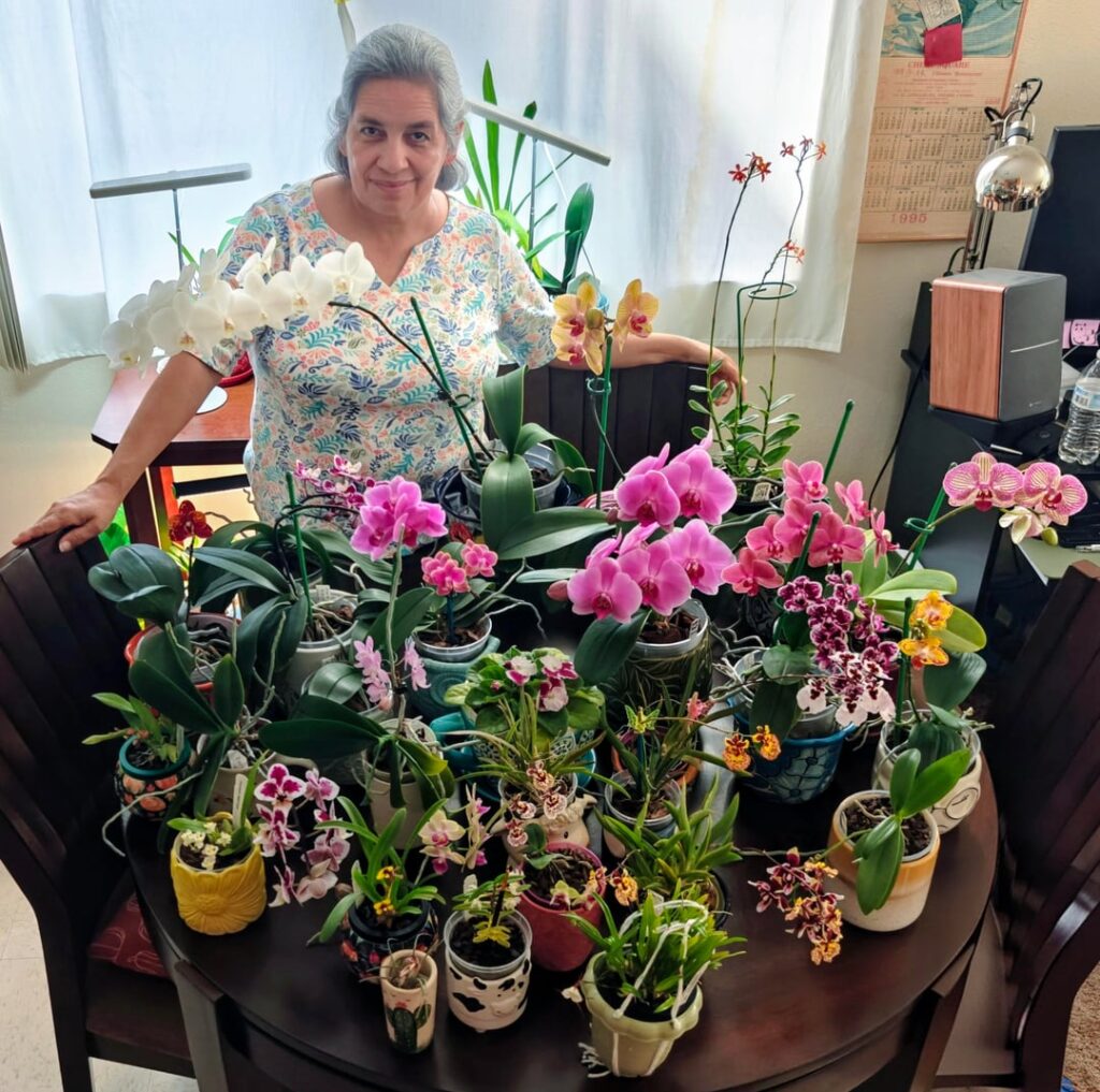 Blooming orchids