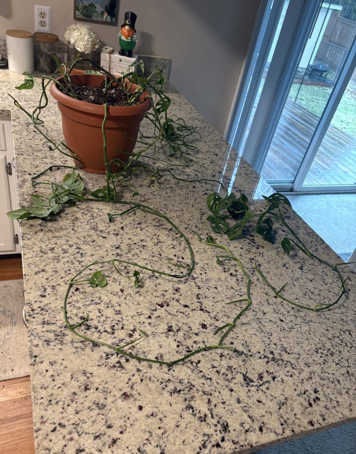 My dog assaulted my plant