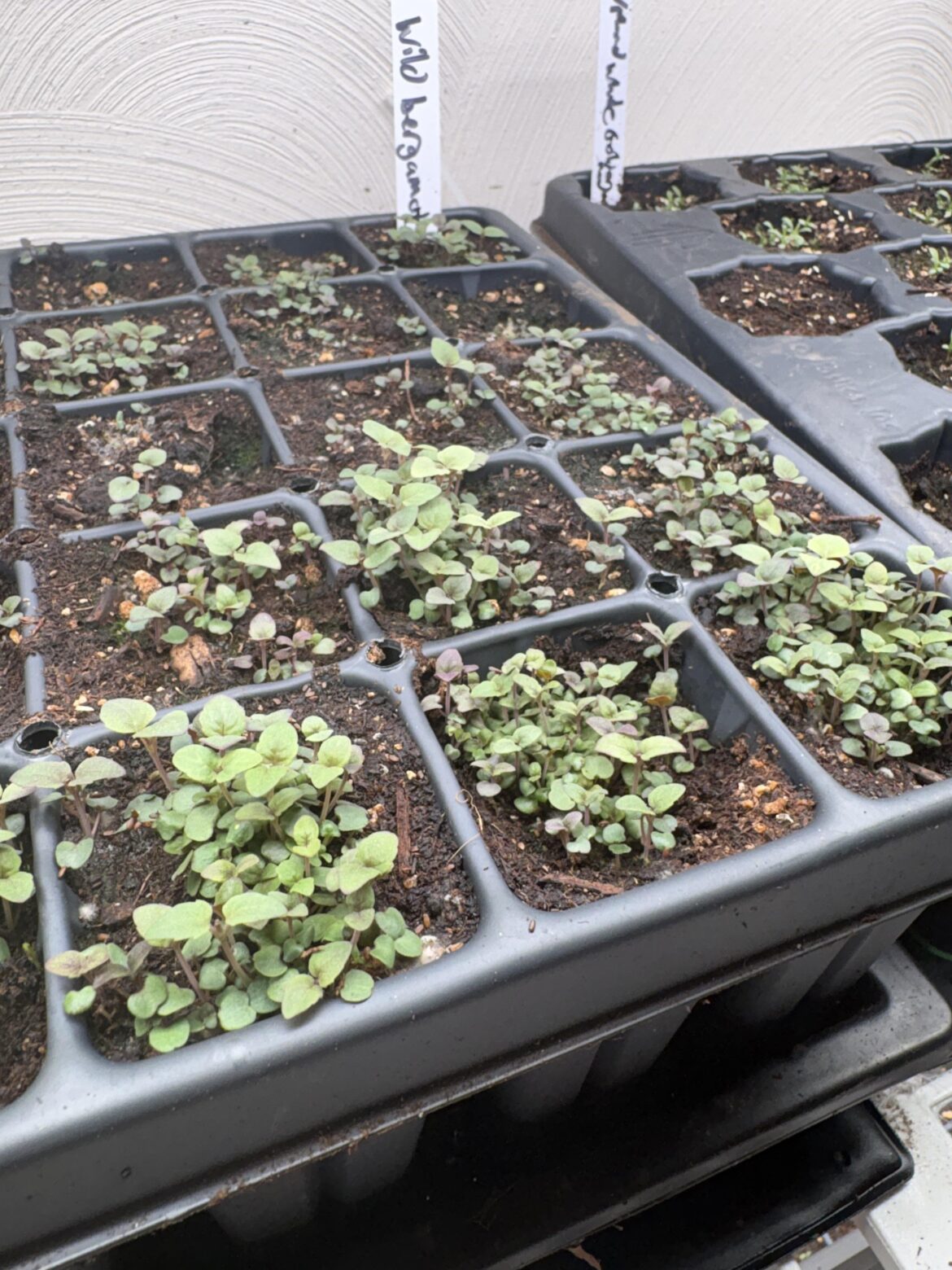 I know I need to thin these, but don’t really know how