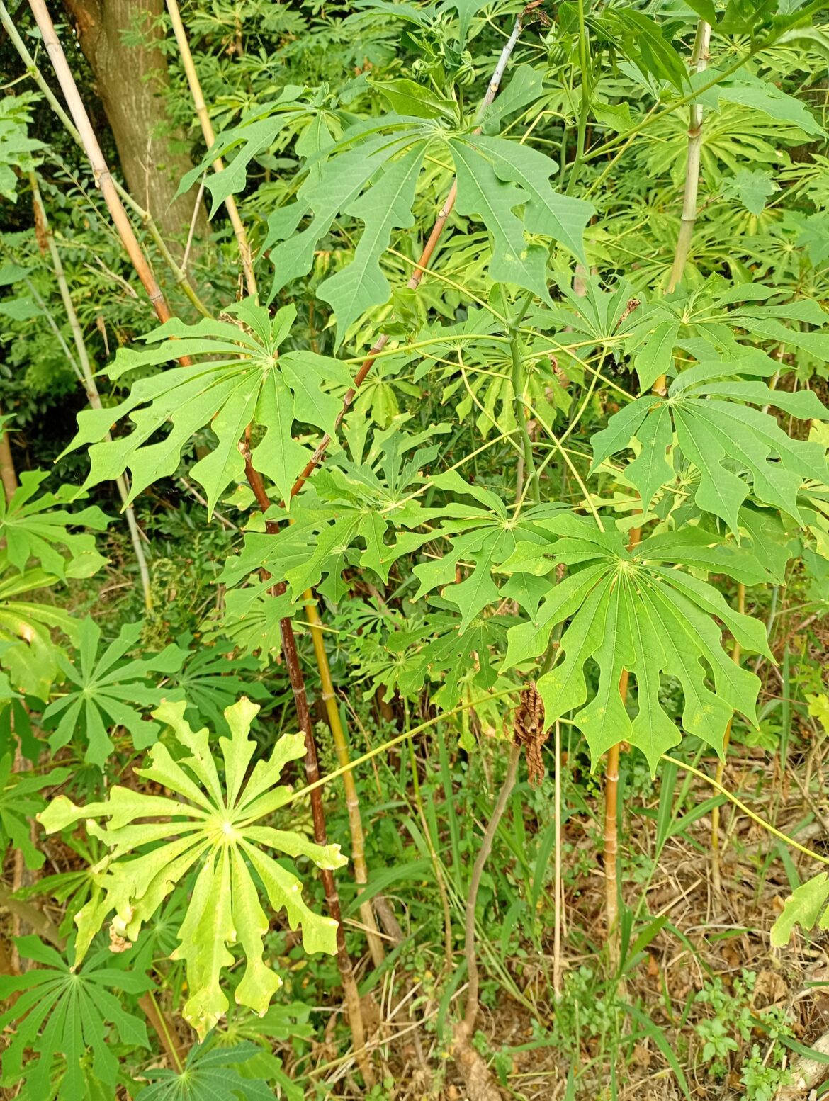 What kind of plant is this?