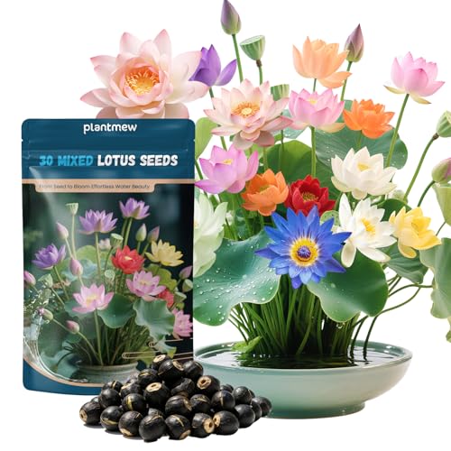 Lotus Seeds for Planting in Water | 30 Pcs Mixed Color Bowl Lotus Seeds for Indoor Bonsai, Outdoor Ponds & Garden | Non-Gmo Water Lily Aquatic Plant Seeds