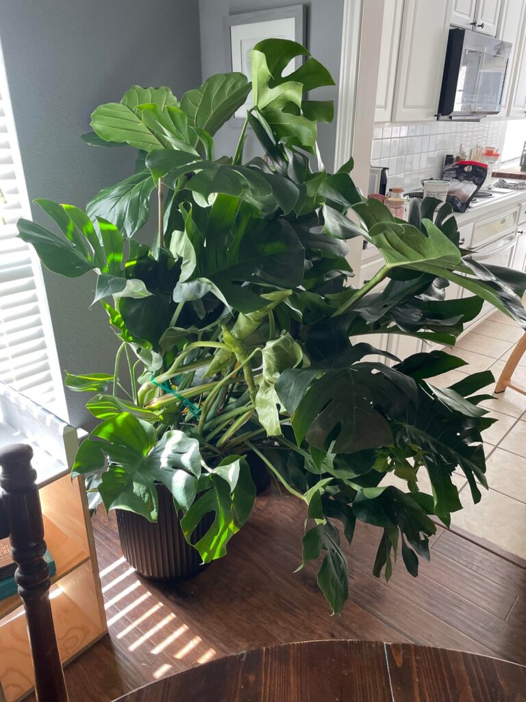 How do I fix her? How do I fix her?