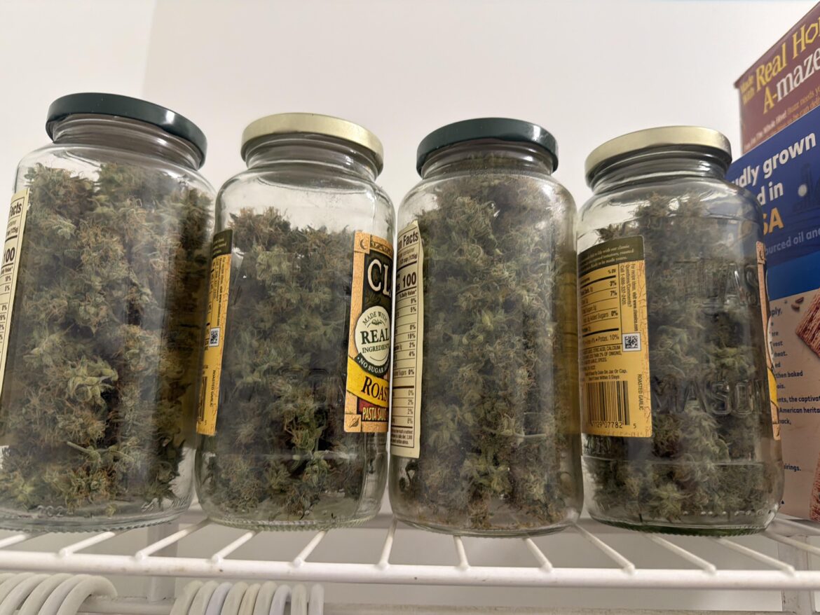 50w White Widow harvest