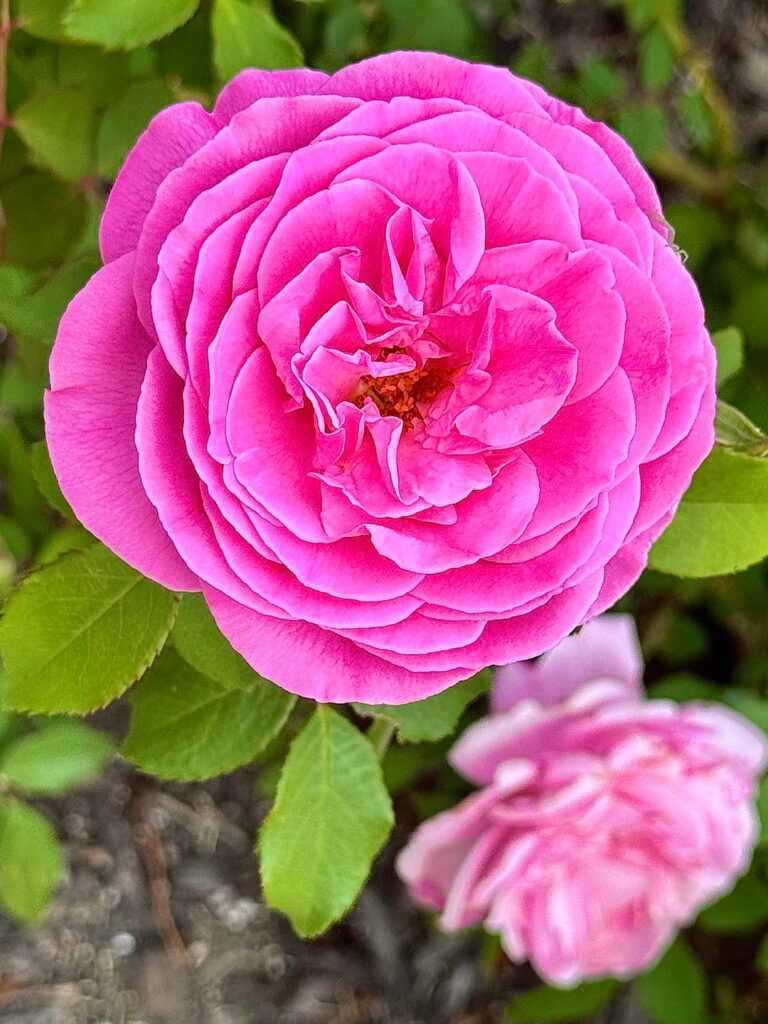 Roses are in bloom!