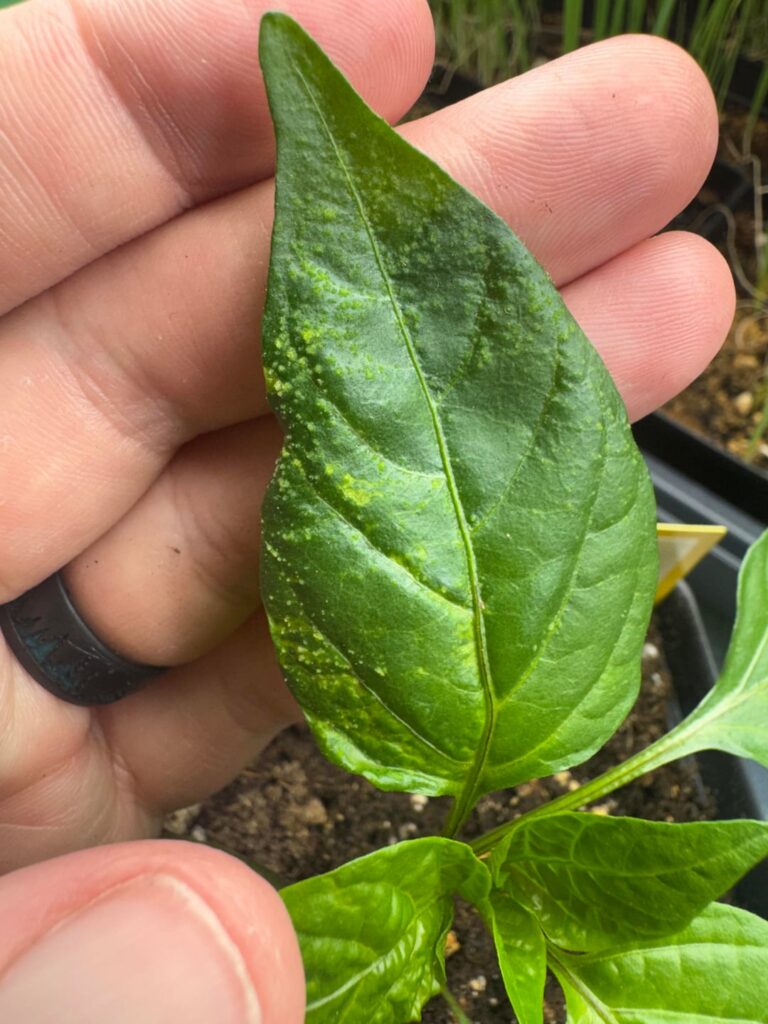 What’s going on with this plant?