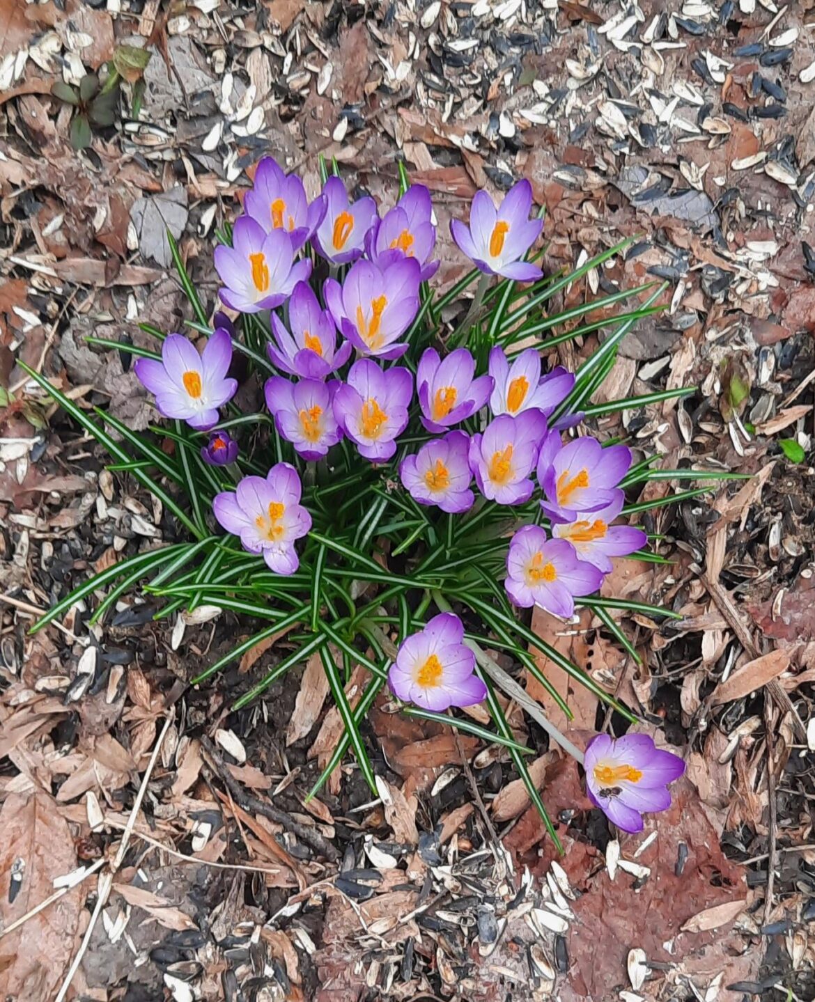 A pop of spring