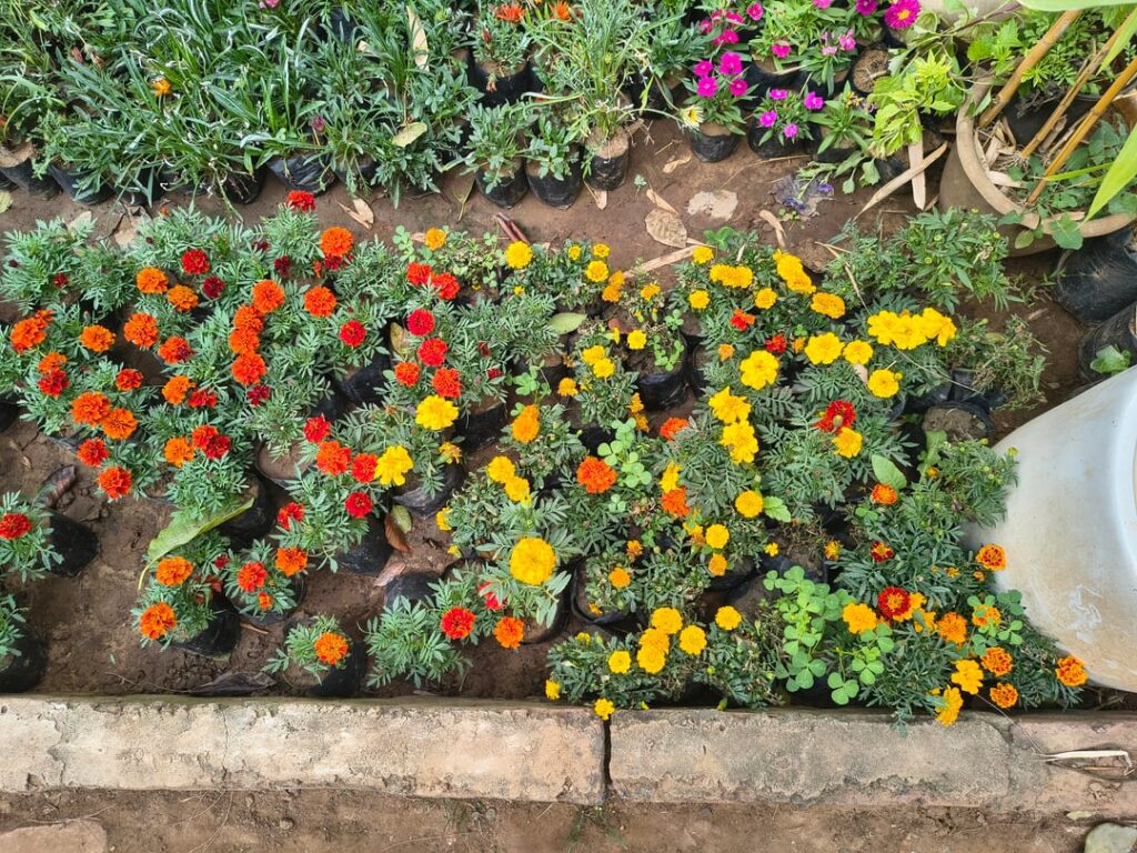 A splash of sunshine for your feed today! 🌼🧡