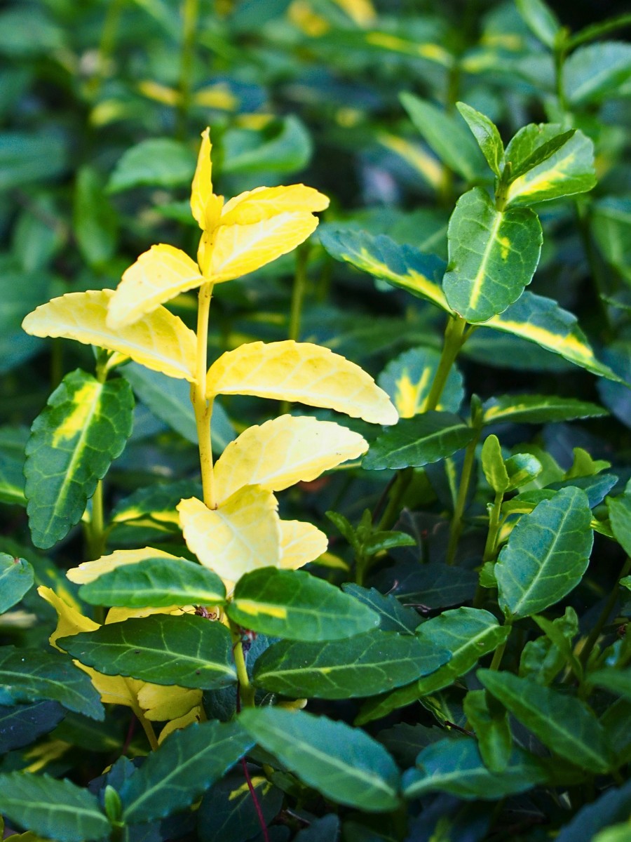 One of the reasons Fortune's spindle has done so well in gardens is its adaptability. 