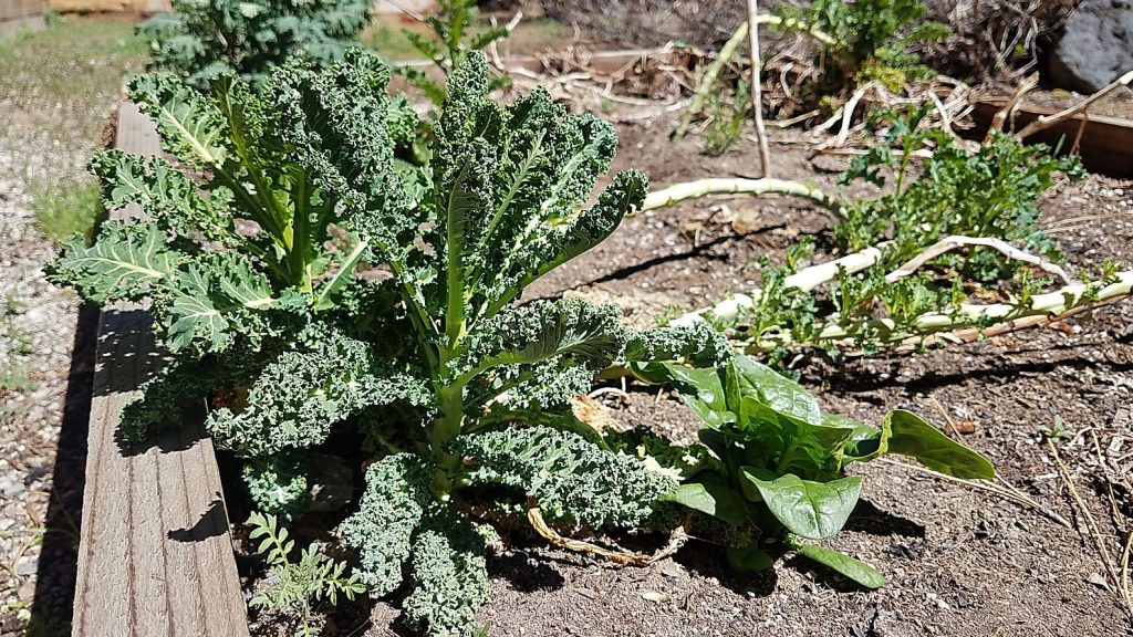 Spring in Tahoe: UC Master Gardener’s tips for a budding garden Spring in Tahoe: UC Master Gardener’s tips for a budding garden