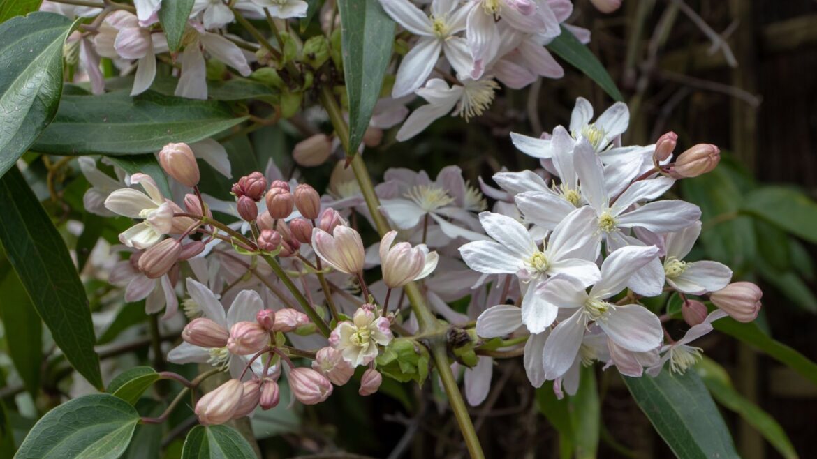 The One Climbing Plant you Need to Cover a Backyard Eyesore Clematis armandii with green leaves and white flowers in a garden