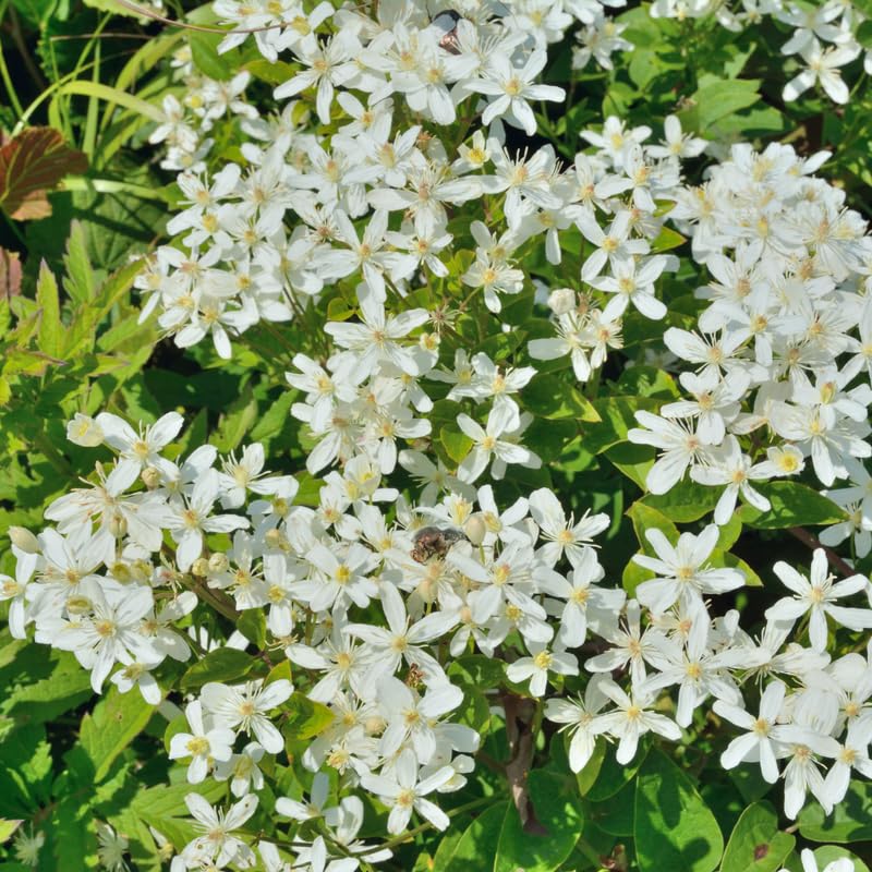 Sweet Autumn Clematis Vine Plants Live in Pot, Clematis Plants Live for Planting, 2.5 Inch Pot Clematis Vine Plant, Perennial Clematis Flower Starter Plant, Clematis Vine Live Plant, Ready to Plant