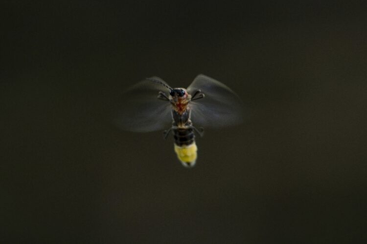 Master Gardeners Help Create Habitats for Fireflies | News, Sports, Jobs Master Gardeners Help Create Habitats for Fireflies | News, Sports, Jobs