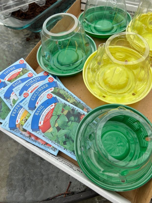 Cherry tomato containers are repurposed to serve as seed-starting pots in Waitsfield, Vermont.