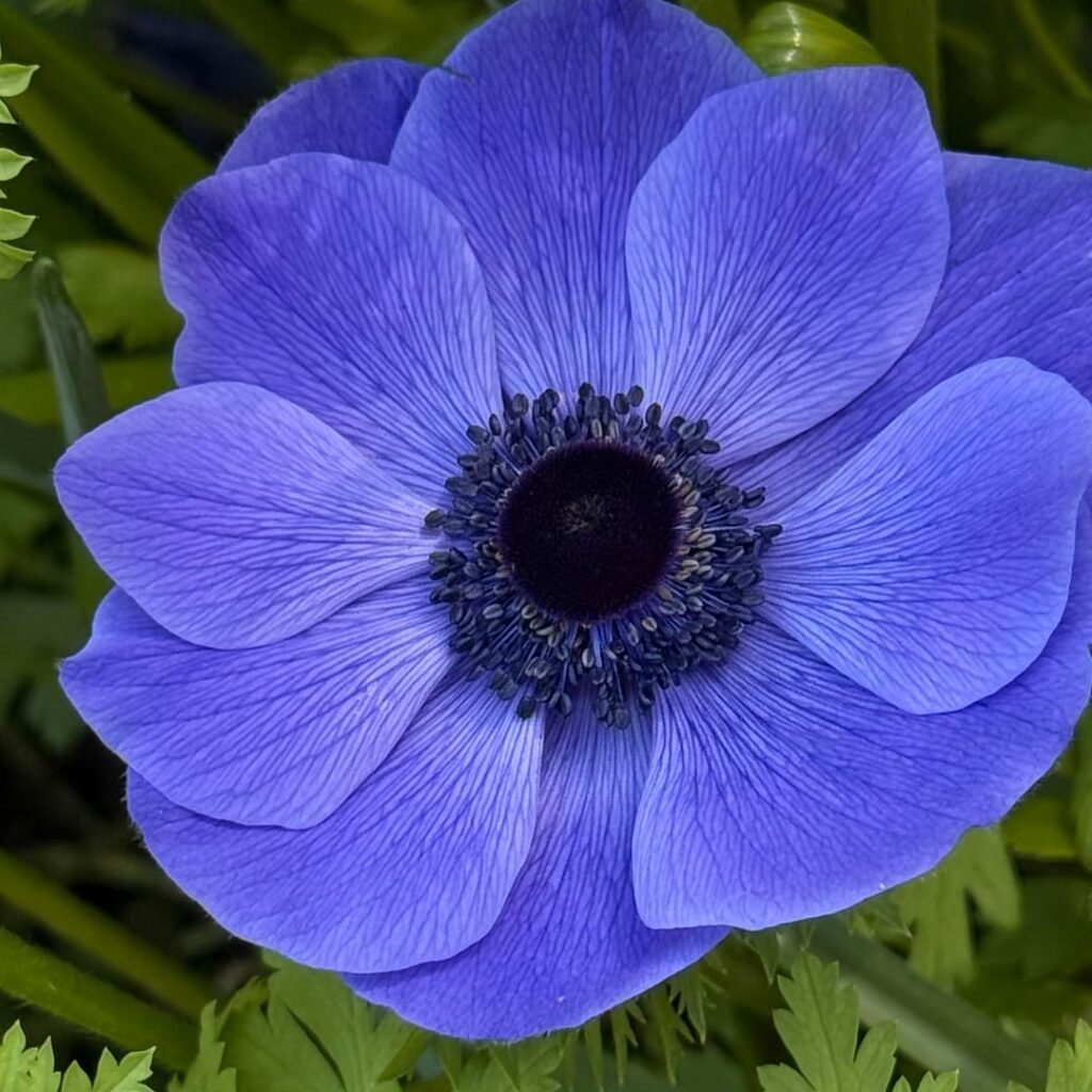 Anemone splendor