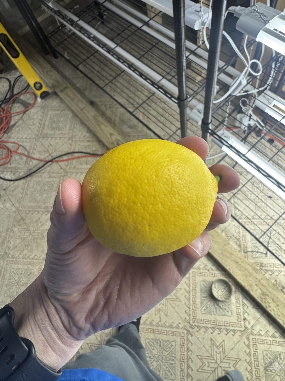 Another Michigan lemon!