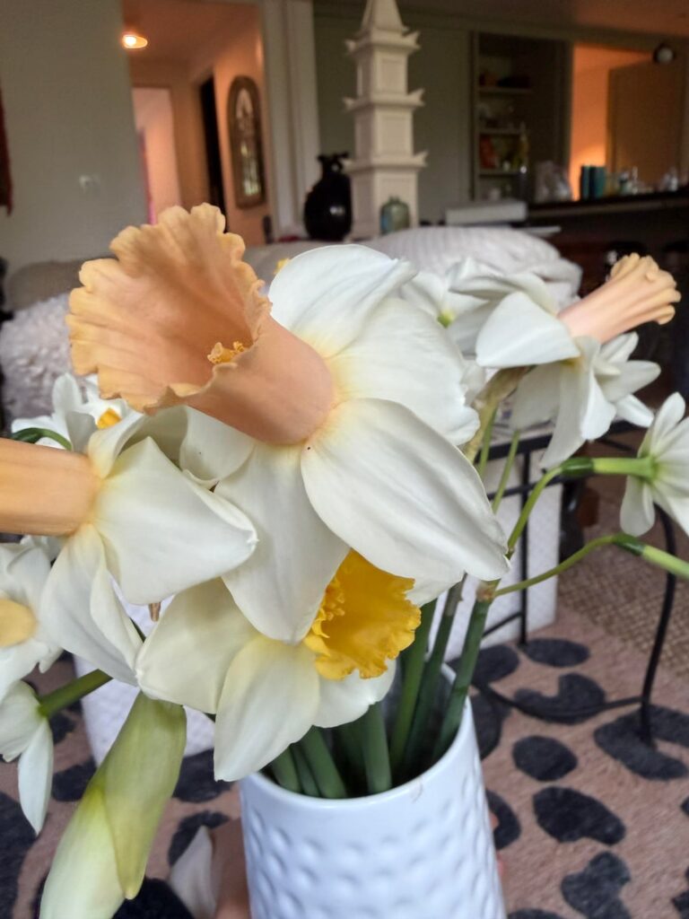 Anyone have a daffodil obsession?