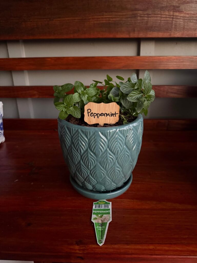 Apartment Gardening 🪴🪏